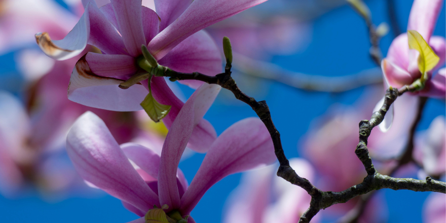 suomen nopeiten kasvava osaajapankki